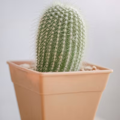 Cactus en una maceta