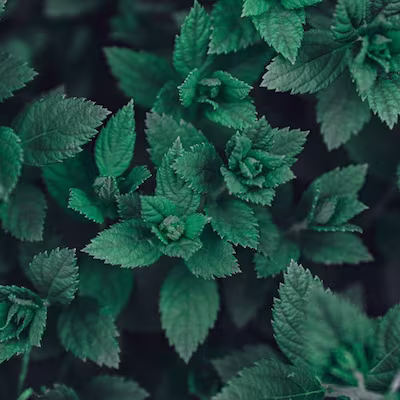 Varias plantas de menta o hierba buena